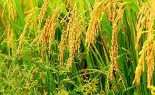 昆虫生长调节剂灭幼脲3号防治水稻卷叶螟方法