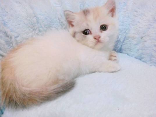 拿破仑猫