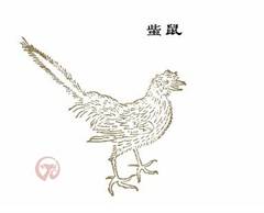 䖪鼠