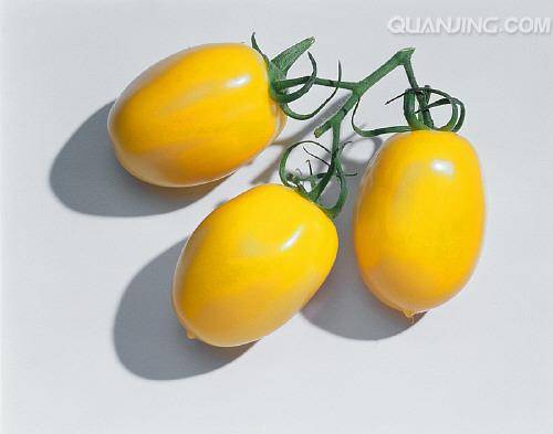 黄樱桃番茄