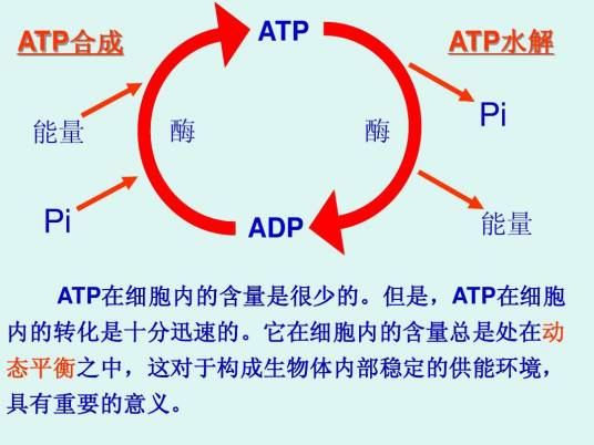 ATP水解