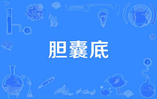 胆囊底