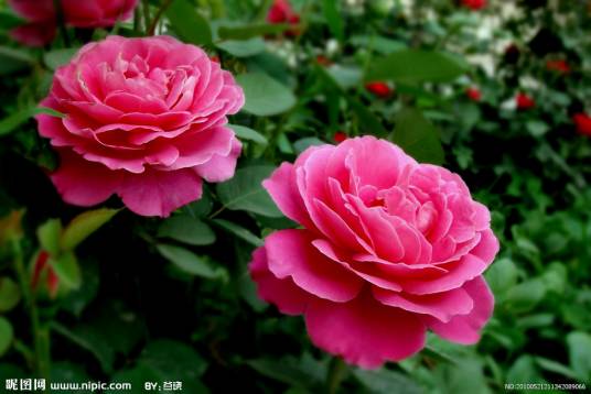 石家庄市市花