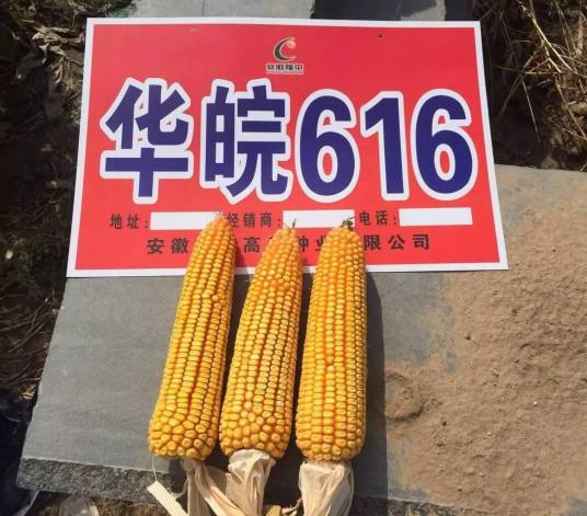 华皖616