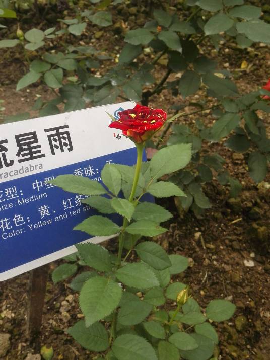 流星雨（蔷薇属月季栽培品种）
