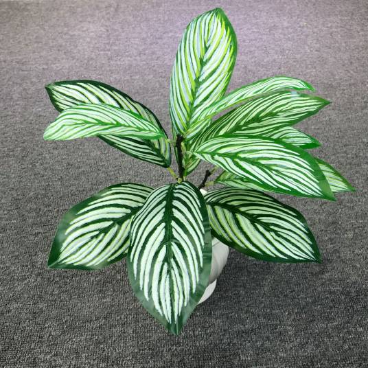 金摩西竹芋