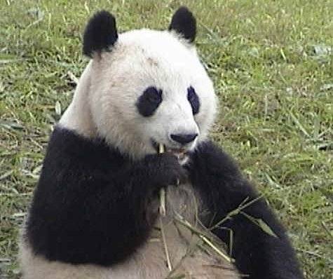 成成（大熊猫）