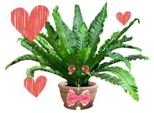 养盆植物做老婆