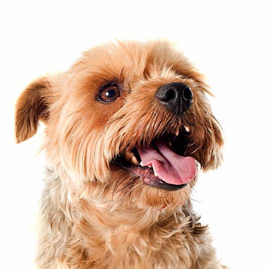 比熊约克犬