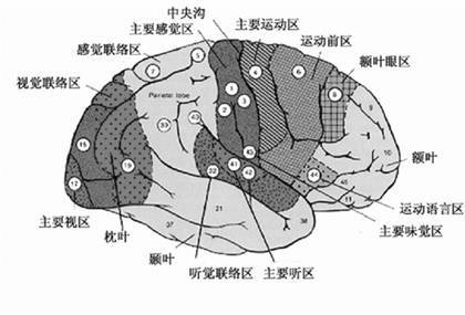 大脑分布图