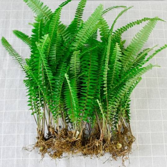 肾蕨(肾蕨科肾蕨属植物)