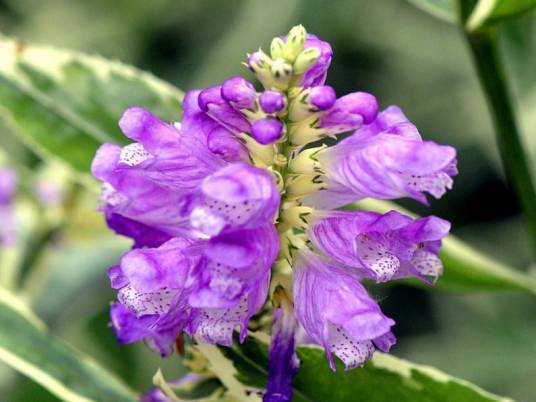 花球(唇形科植物)