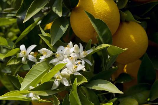 橙花(草本植物)