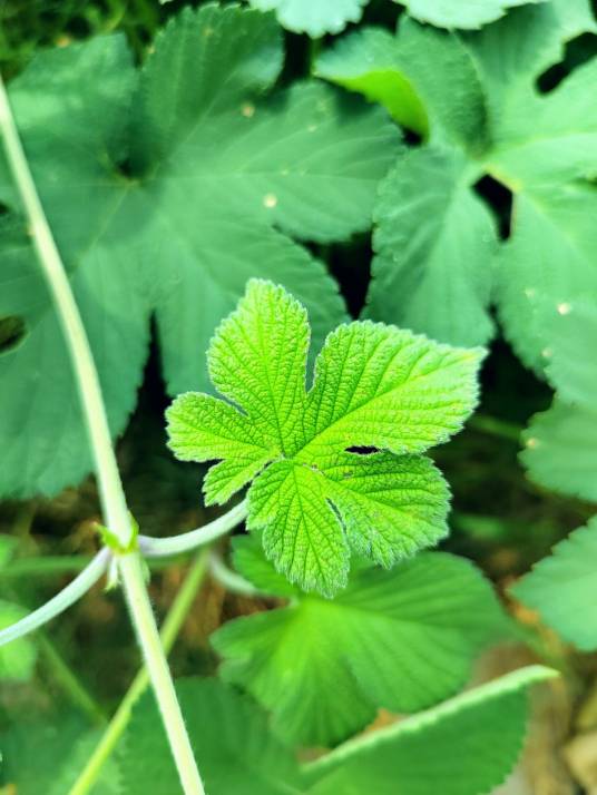葎草（大麻科葎草属植物）