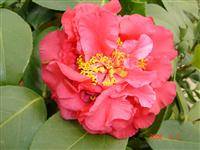 鲍林(山茶科山茶属植物)