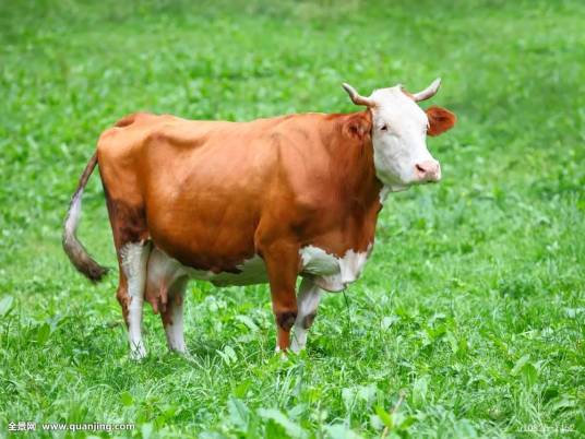 母牛(偶蹄目牛科动物)