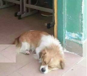 学霸狗(瑞金一中学霸狗)