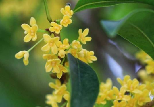 月桂树（樟科月桂属植物）