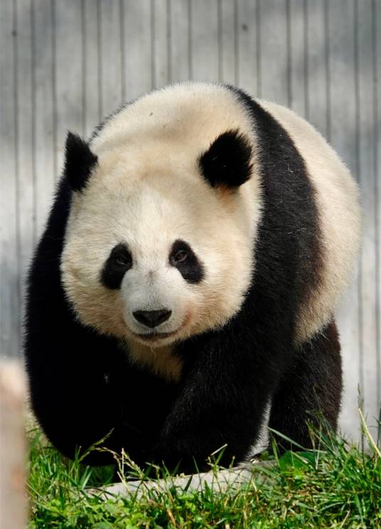 美美(首例圈养大熊猫野外引种产下并存活的大熊猫双胞胎之一)
