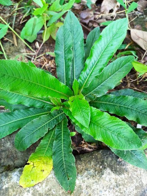 地胆草(菊科地胆草属植物)