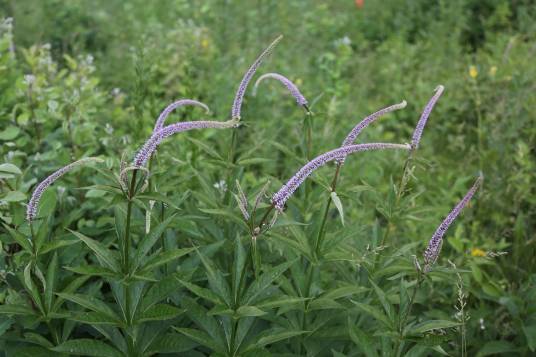 草本威灵仙（车前科腹水草属植物）