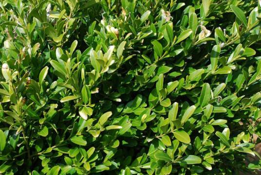 雀舌黄杨(黄杨科黄杨属植物)