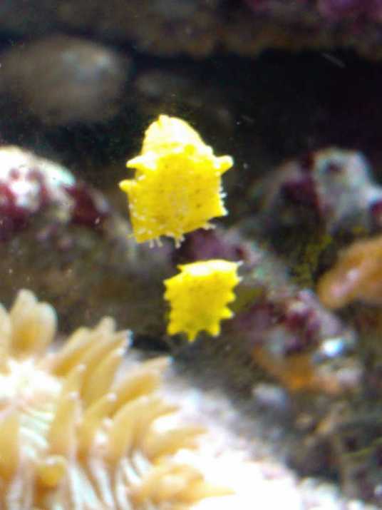 黄海参（黄海参）