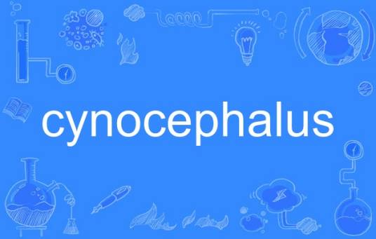 cynocephalus
