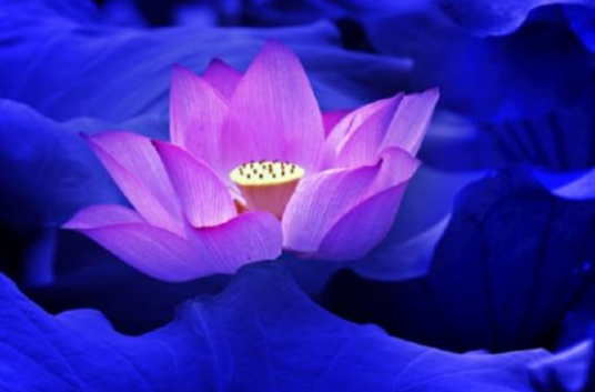 莲灯（林徽因创作诗歌）