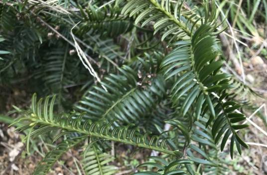 榧(红豆杉科榧属植物)