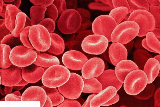 红细胞（血液细胞）