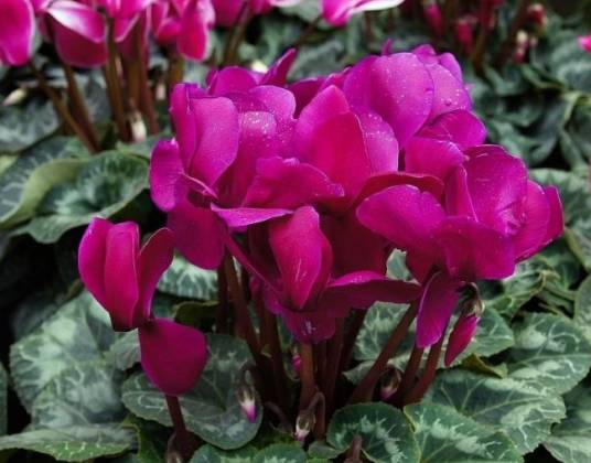 仙客来(报春花科仙客来属植物)