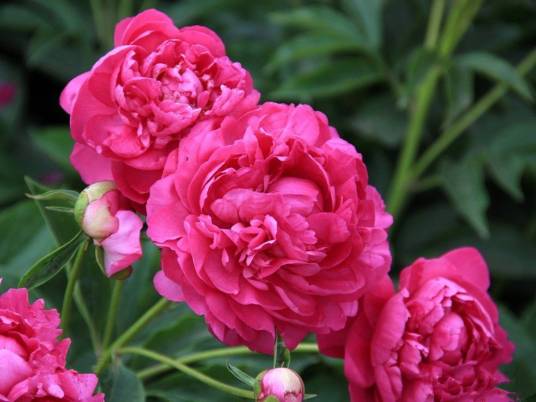 灯心绒(芍药属牡丹栽培品种)