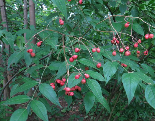 野鸦椿（中药）