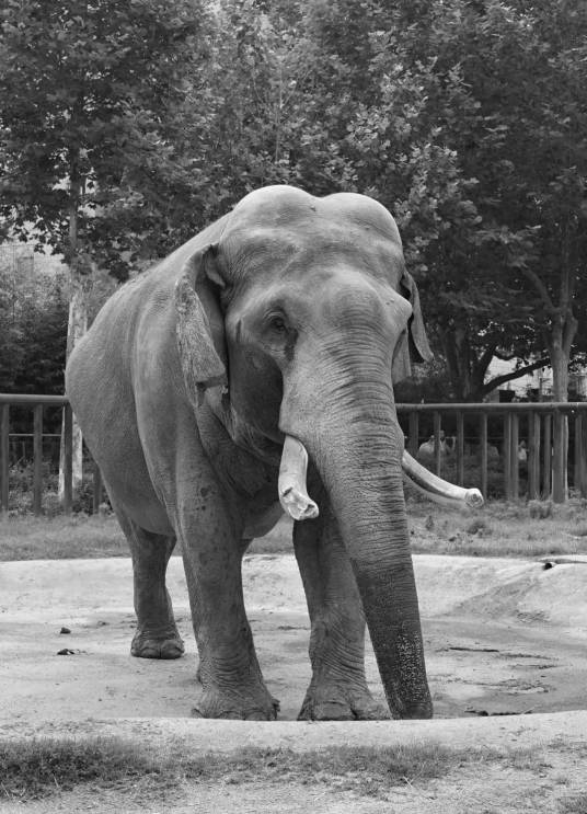 巴布（生活在郑州动物园的一头亚洲象）