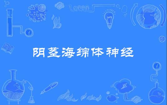 阴茎海绵体神经