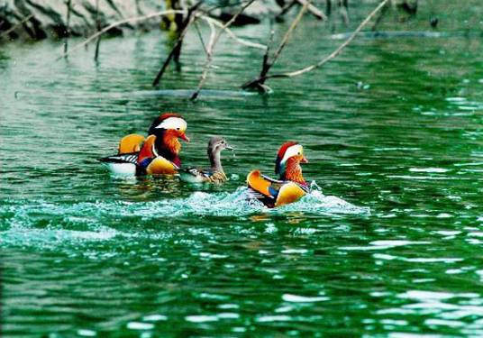 鸳鸯湖（贵州省石阡县鸳鸯湖）