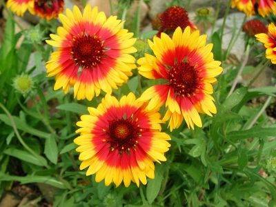 宿根（一类多年生草本植物）