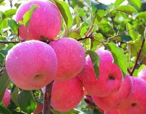 中国苹果之乡（陕西省咸阳市淳化县）