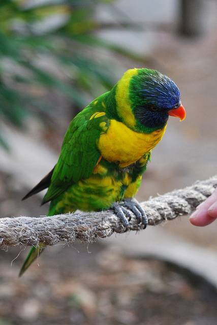 伟塔虹彩吸蜜鹦鹉