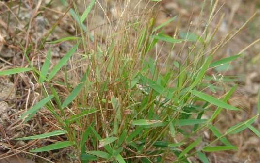 金丝草（禾本科金发草属植物）