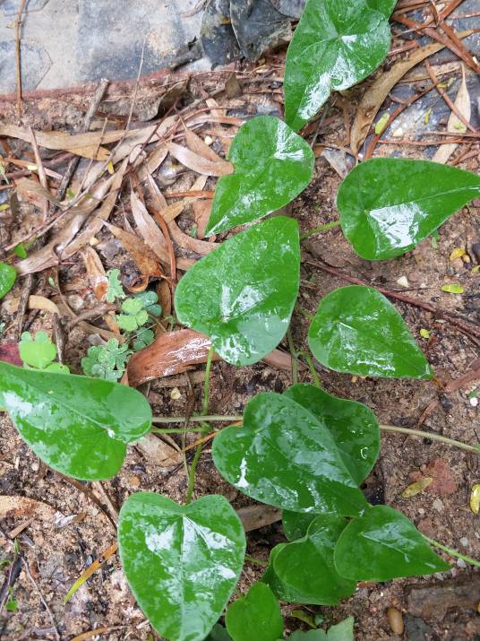 千金藤（中药）