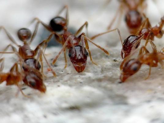 黄蚂蚁(具有危害性的蚁种)