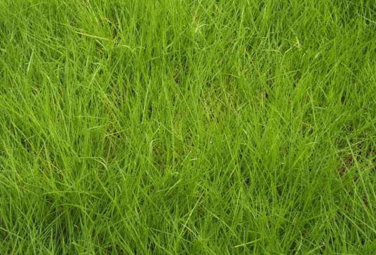 草种（植物种类名称）