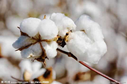 有机合成材料（材料的类型）