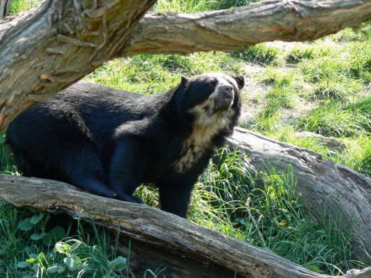 眼镜熊（食肉目熊科动物）