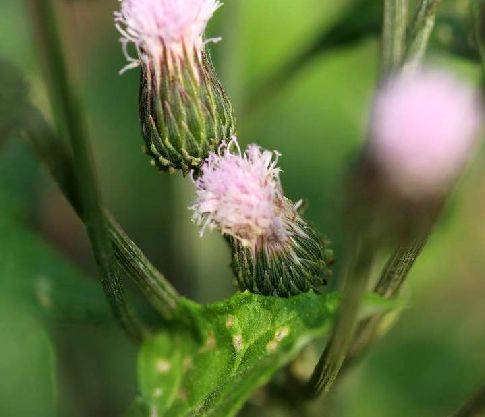 泥胡菜（菊科泥胡菜属植物）