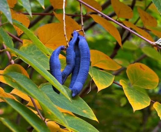 猫儿屎(木通科猫儿屎属植物)