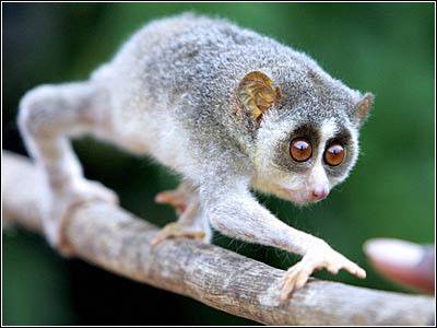 懒猴(学名为Nycticebus coucang的物种)