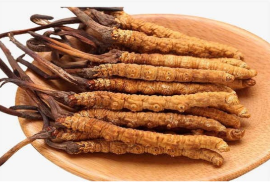 冬虫夏草(中药)